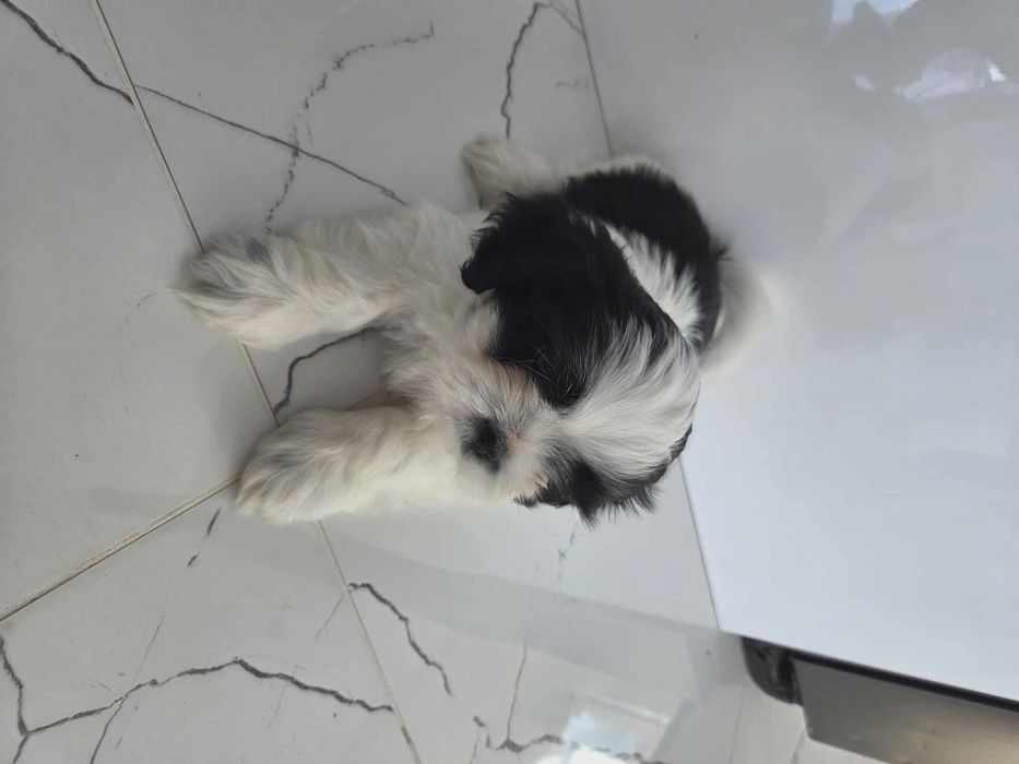 Uroczy piesek Shih-tzu