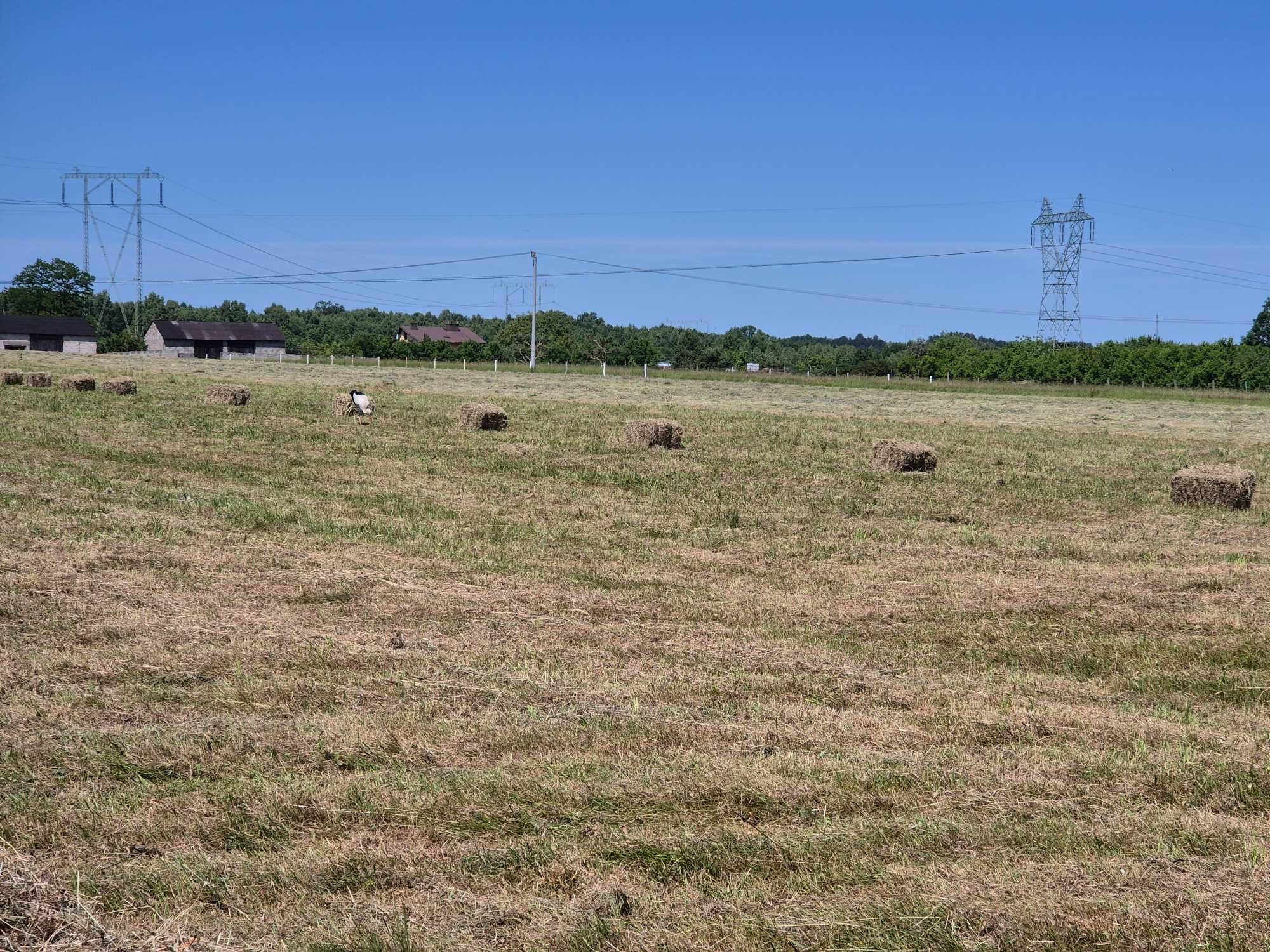 Siano Lucerna Koniczyna Trawa Łąkowa Trawa Pastewna czerwiec 2023