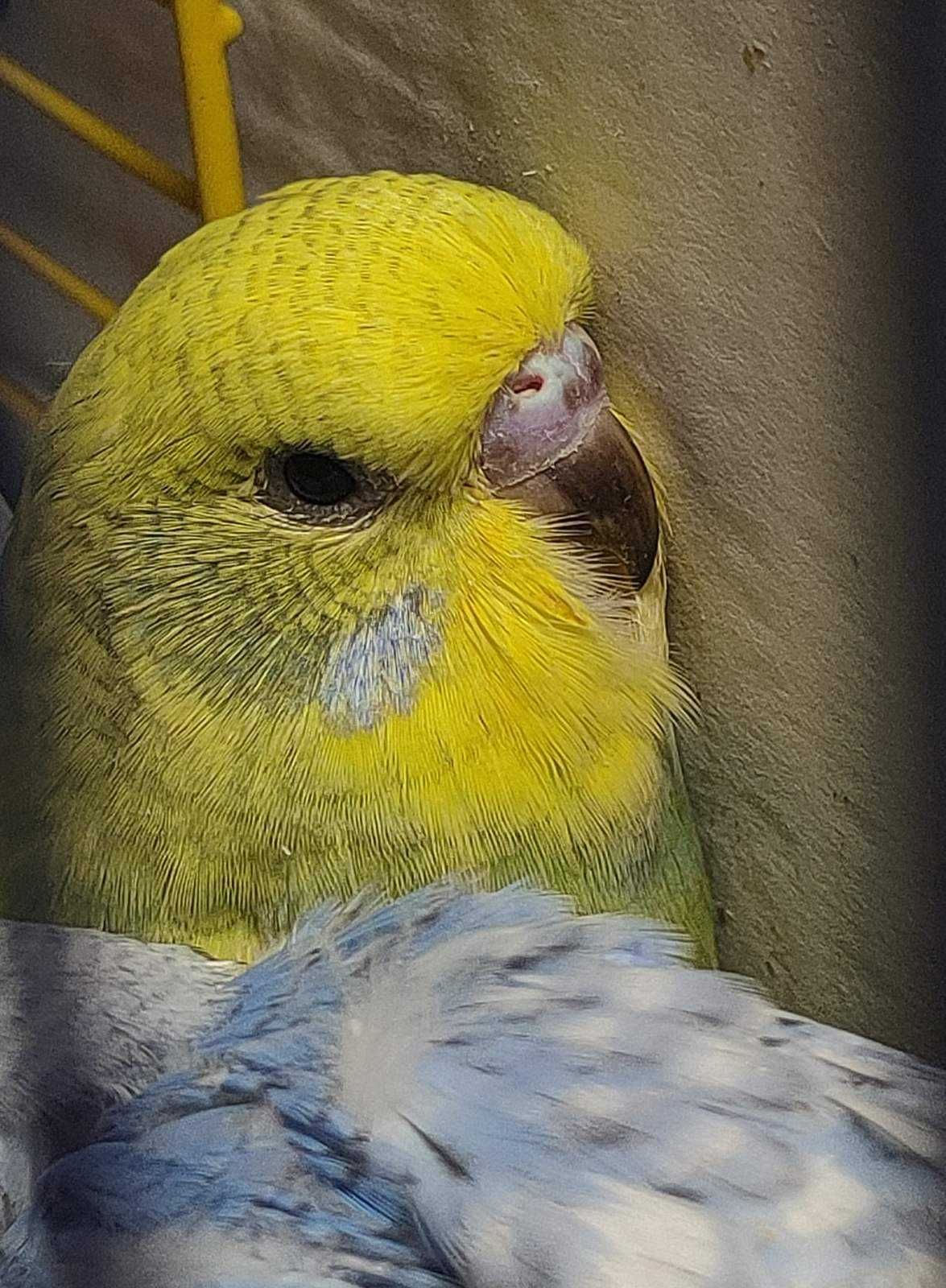 Хвилястий папужка