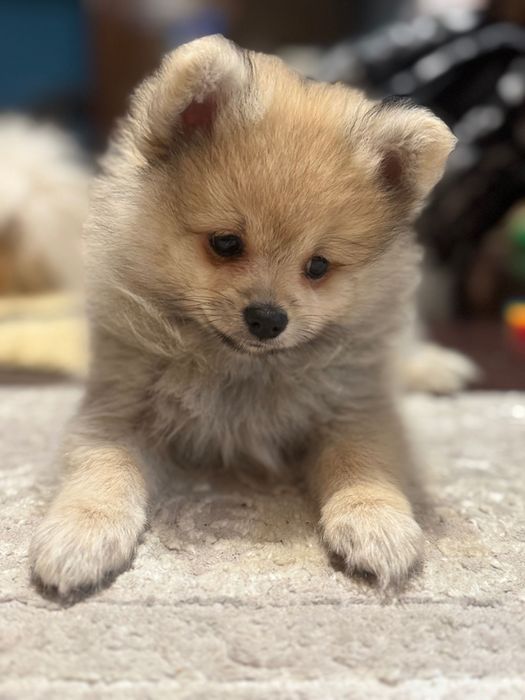 Собачка шпіц помаранський