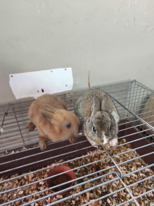 Coelhos anões lindos