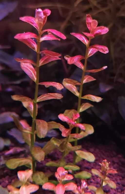 Cuphea Angalloide. Hodowla roślin akwariowych wysyłka