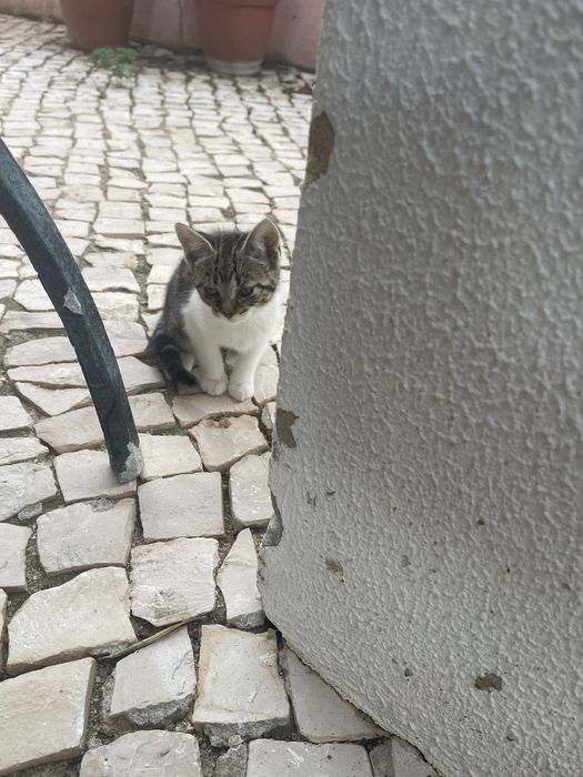 Gatinhas bebes - 2 meses