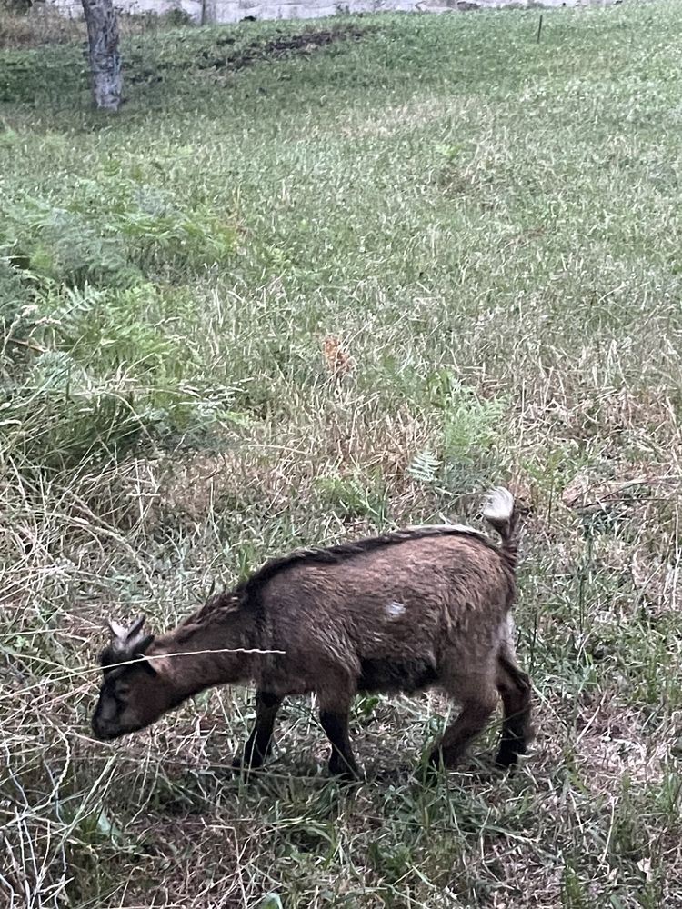 Cabrito anão macho