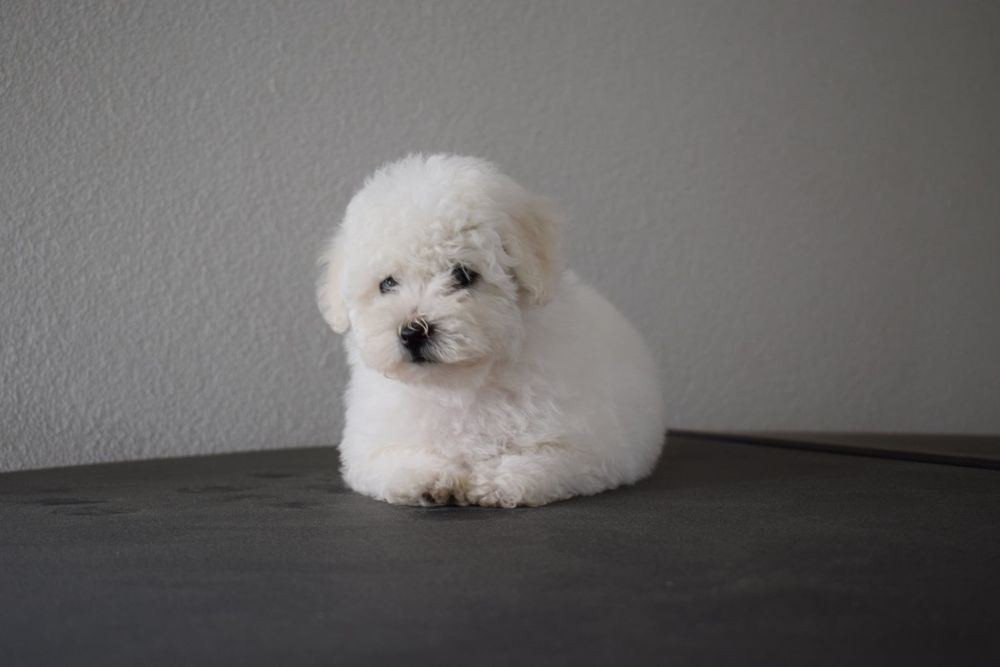 Bichon Frise -chlopiec