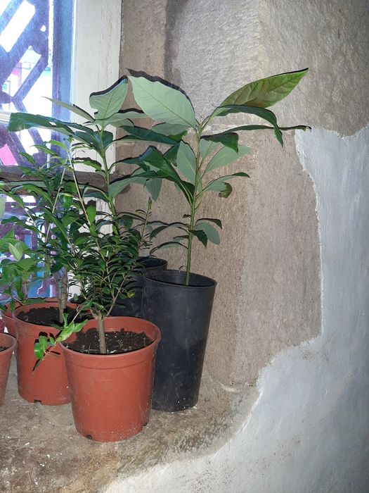 Arvores de fruto e plantas ornamentais