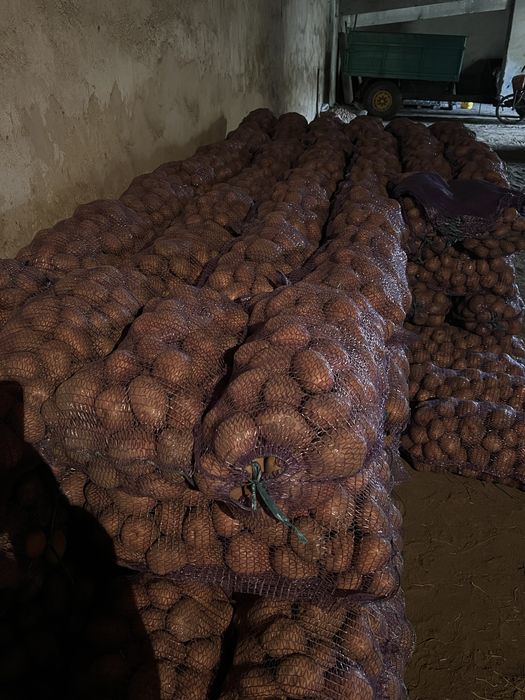 Продам картоплю «Белла Росса - Торнадо - Мелоді»