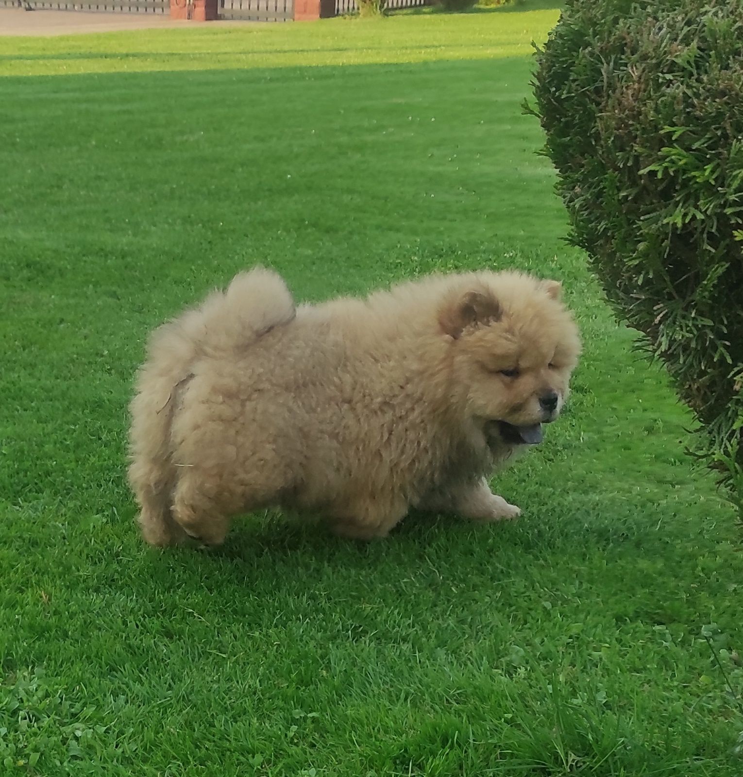 Chow chow ruda suczka