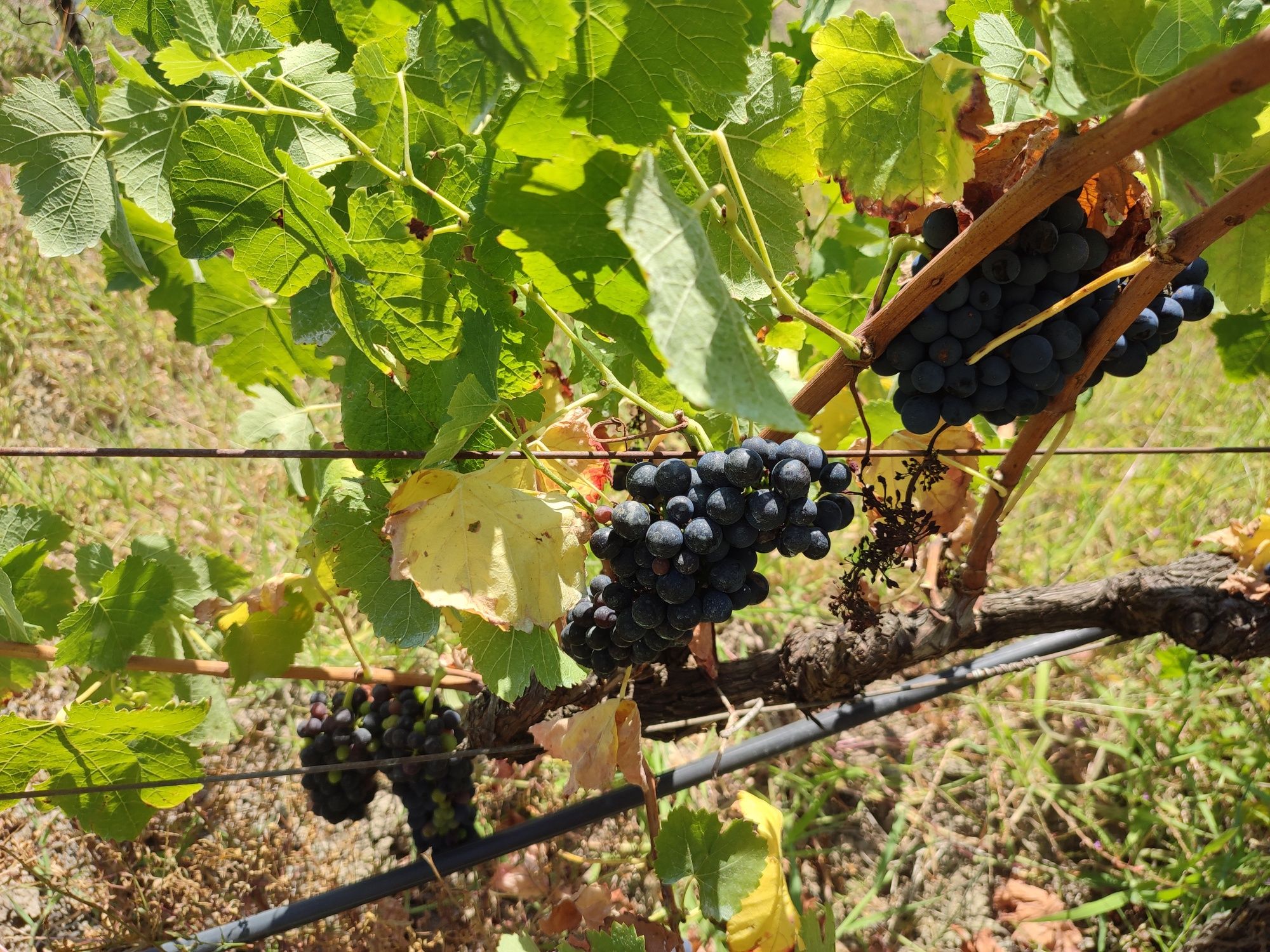 Vendo uvas brancas e tintas para vinho