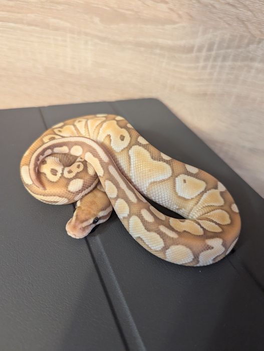 Wąż zbożowy odmiany banana lesser
