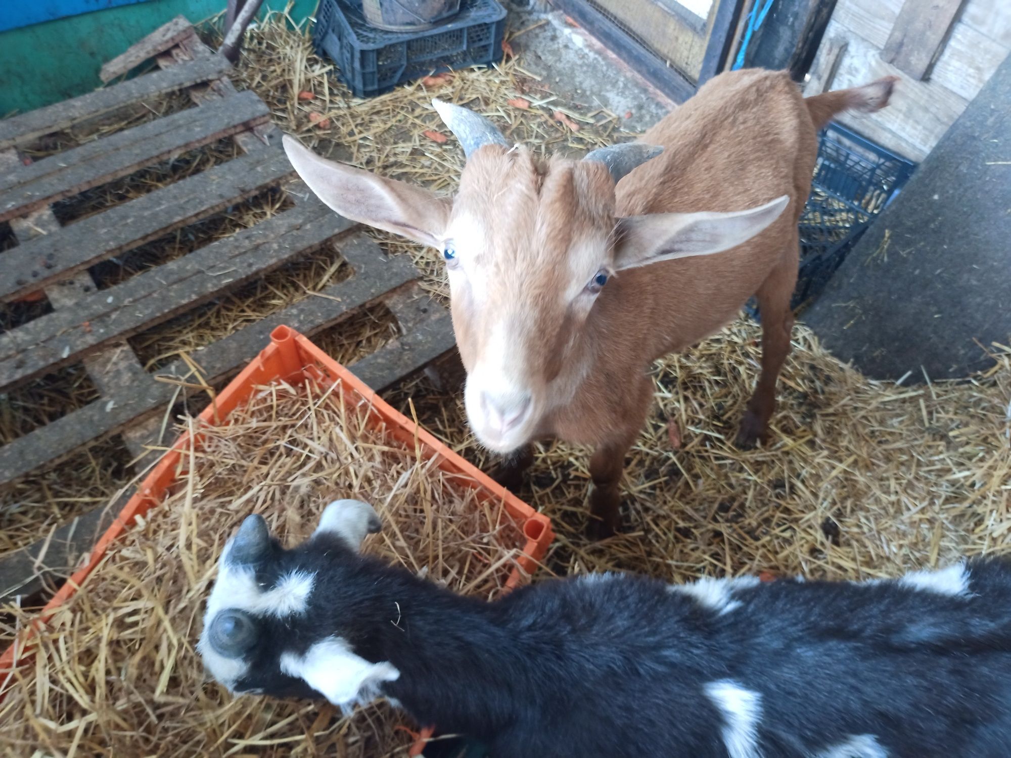 Animais da quinta para trocar de pastio