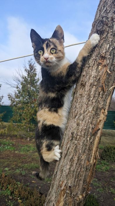 Отдам котят в хорошие руки бесплатно.