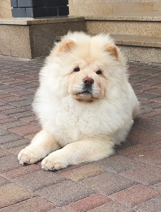 Szczeniak chow chow -suczka