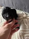 Labradoodle dziewczynka