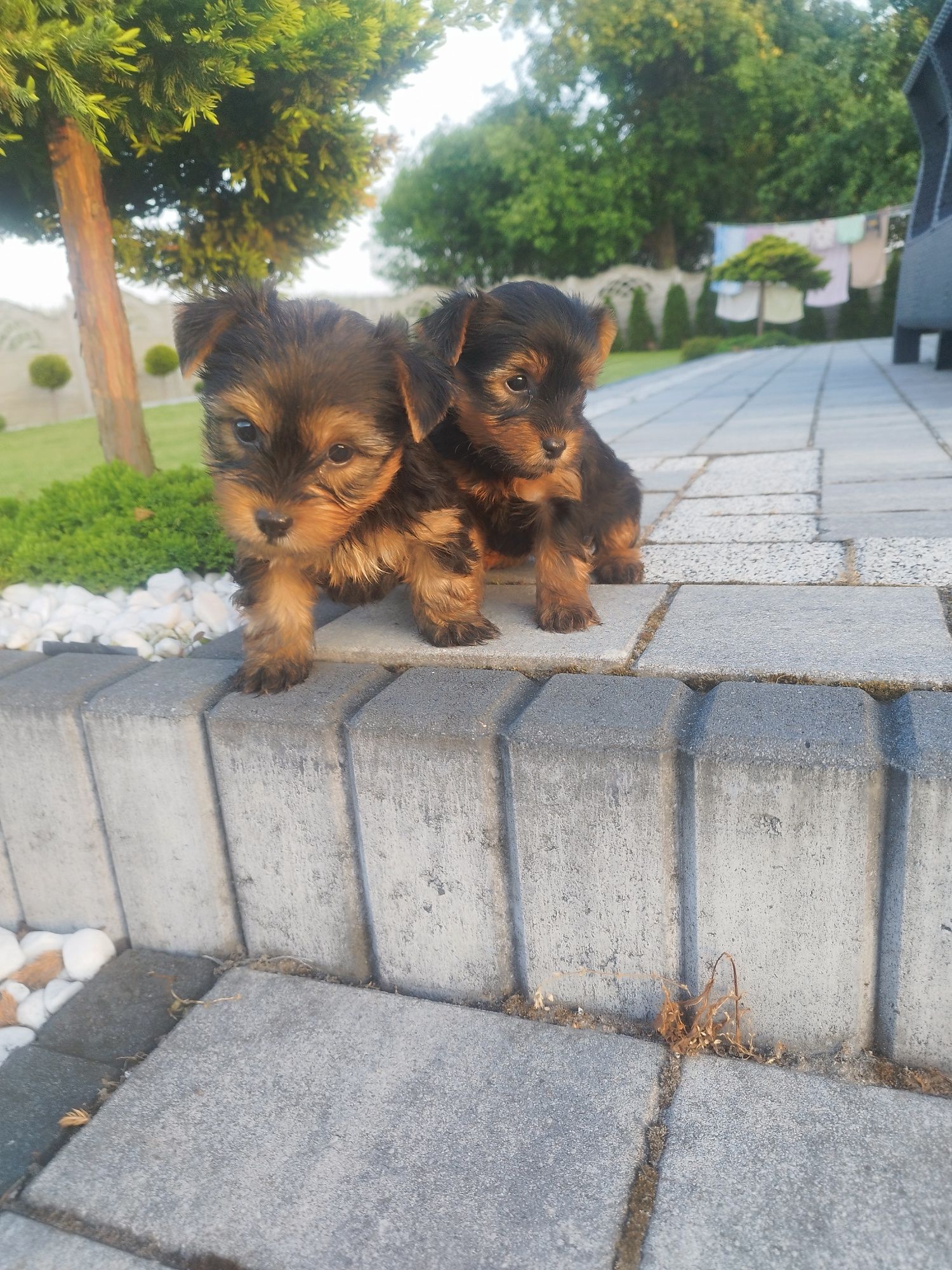 Yorkshire terrier