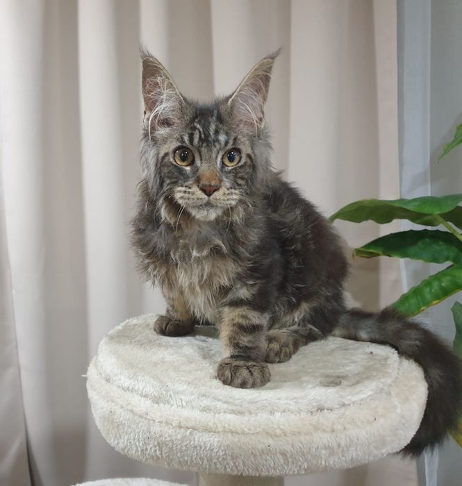 Macho Maine Coon com Lop