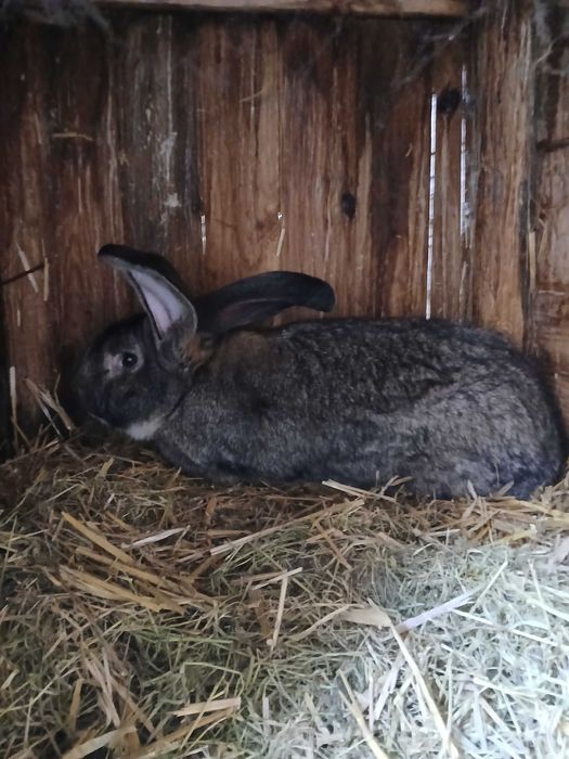 Sprzedam Belg olbrzym