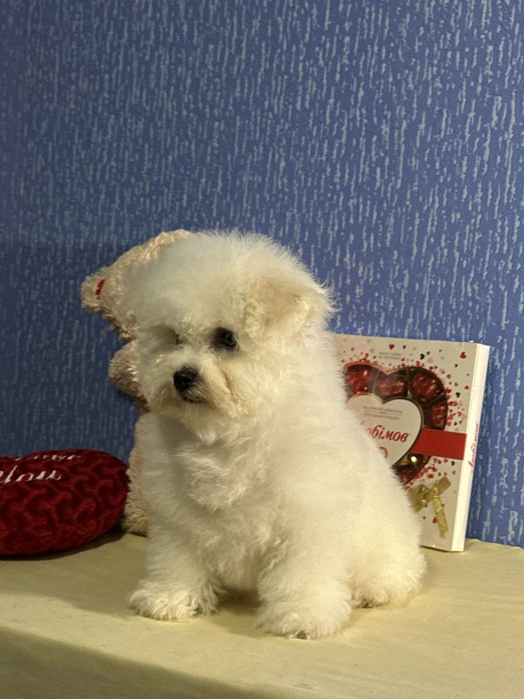 Бішон Фрізе Bichon Frise