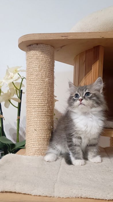 Kocurek syberyjski Skiper rodowód WCF