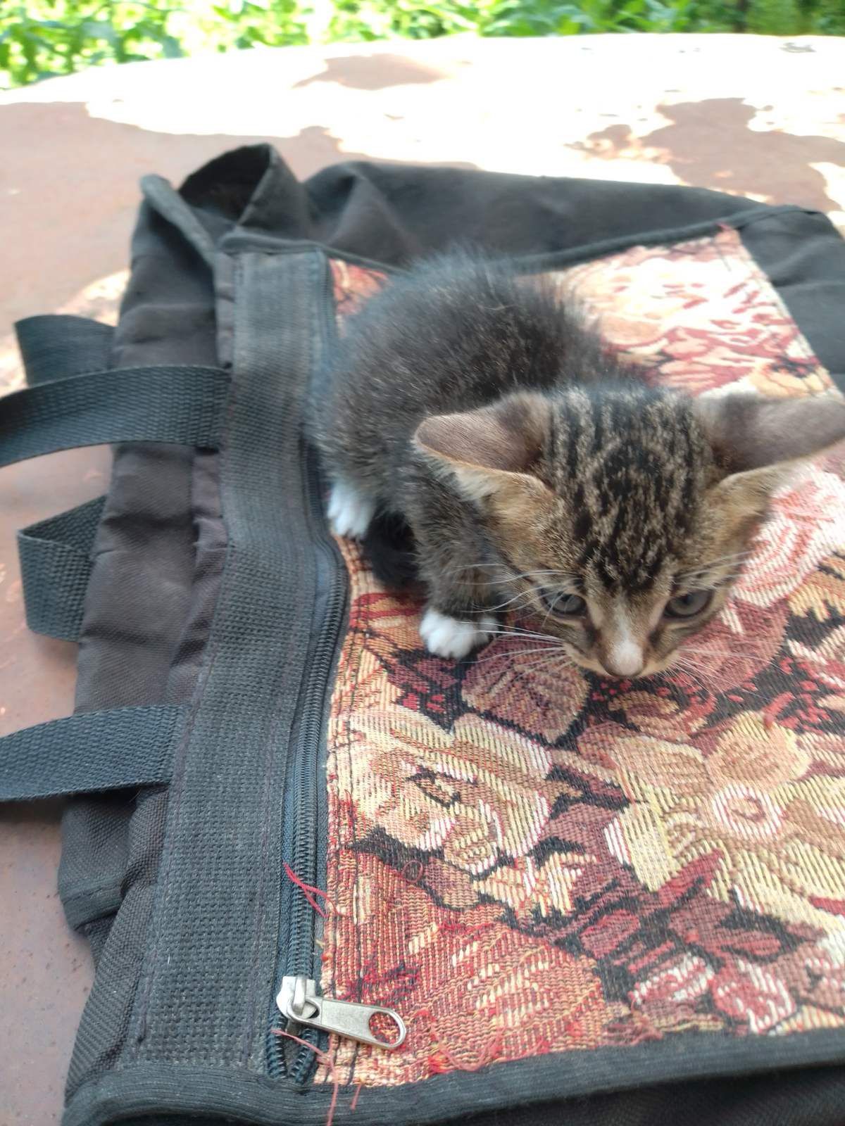 Котики хлопці шукають родину та дім