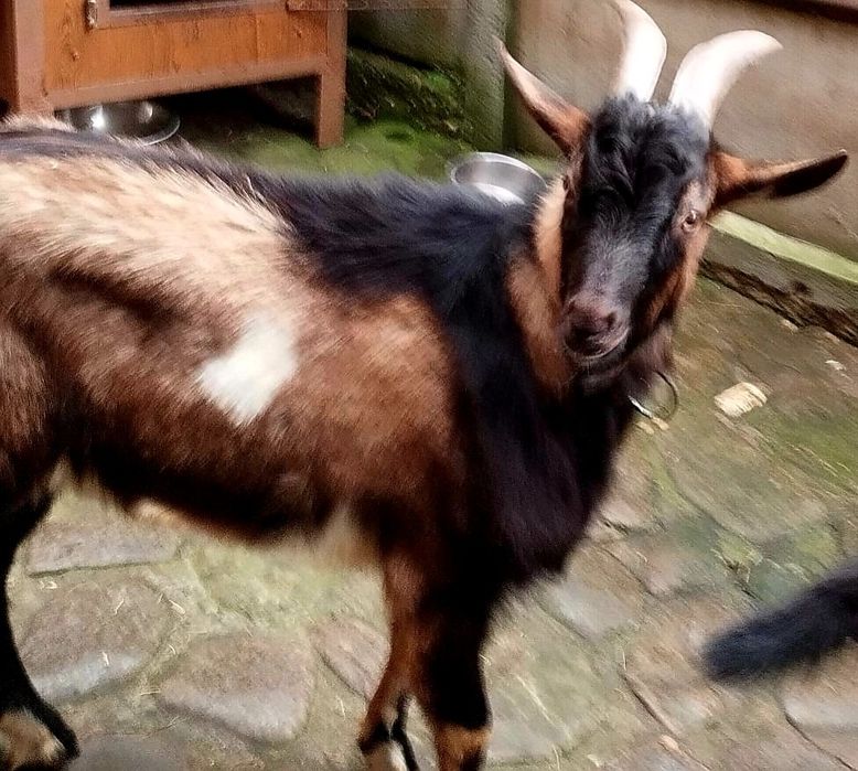 Sprzedam capka .