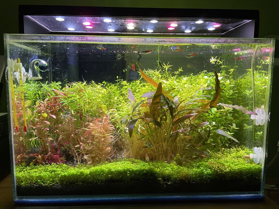 Akwarium roślinne 45l, oświetlenie, kaskada, z życiem