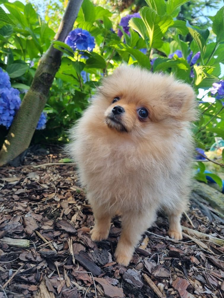 Malenstwo XXS Miniaturka BILLY piesek szpic miniaturowy pomeranian Uni