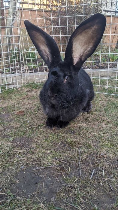 Продам або обміняю