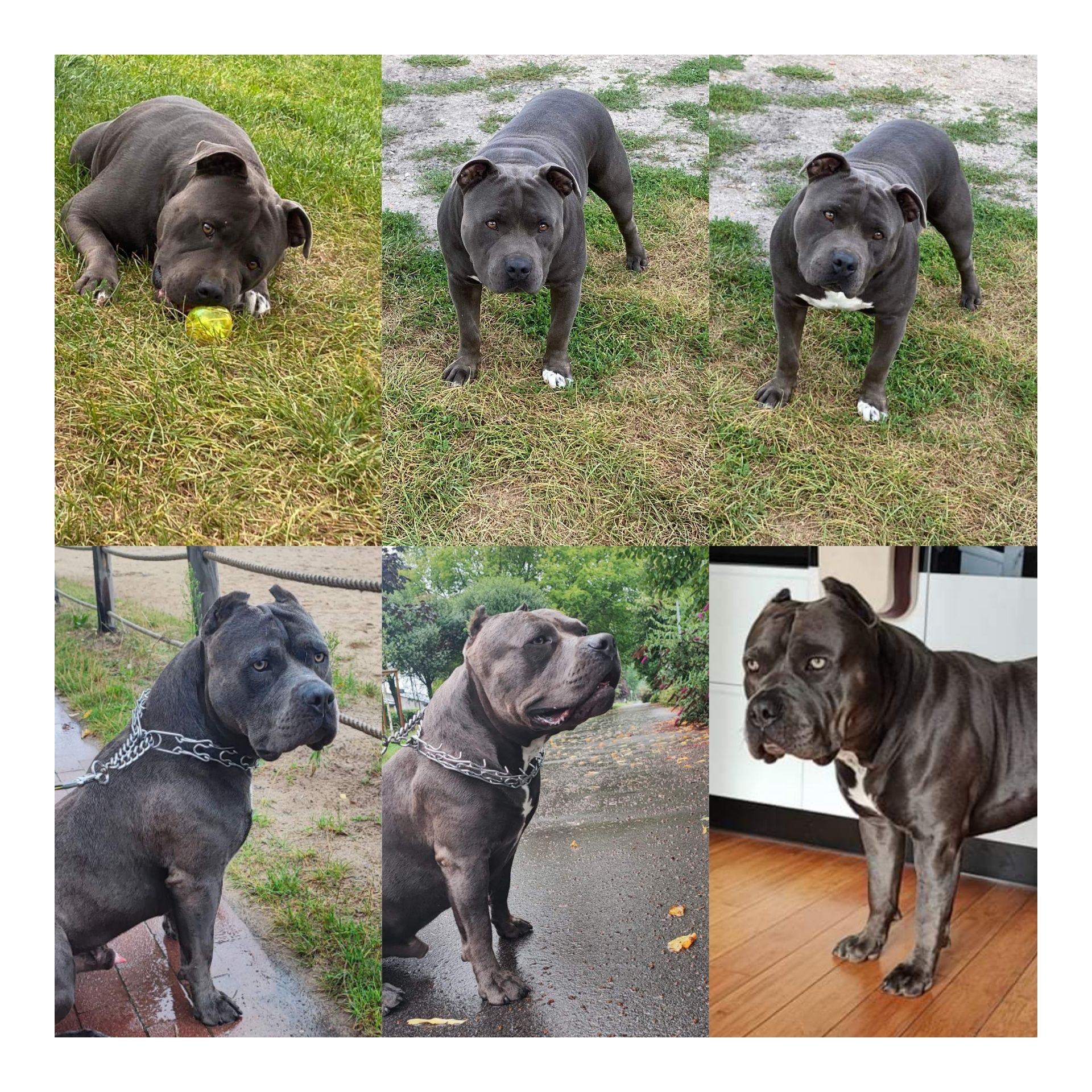 American staffordshire terrier