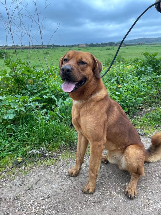 Starks - cão grande para adoção