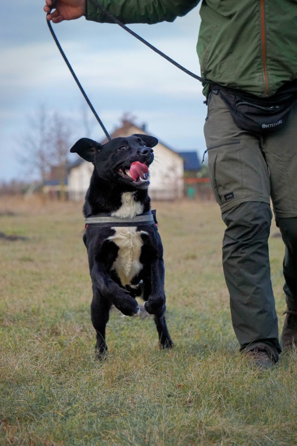 Mirek do adopcji Skierniewice