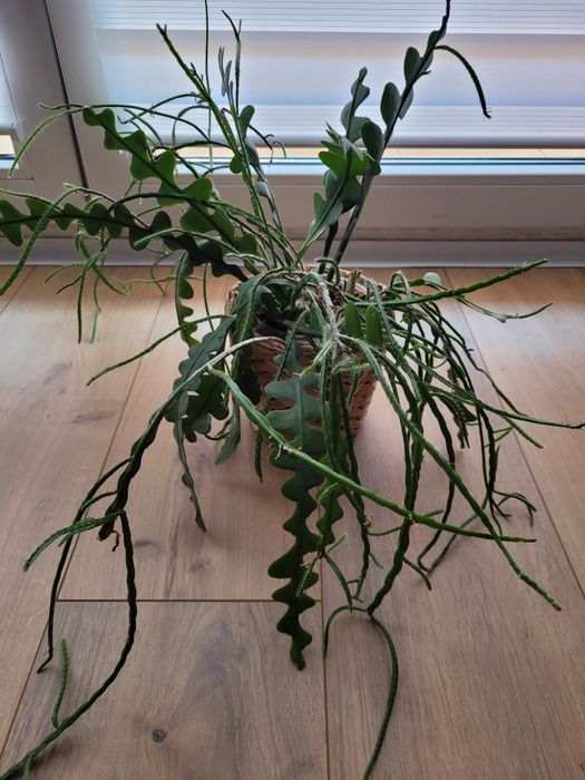 Epiphyllum anguliger -kaktus zygzak duża sadzonka