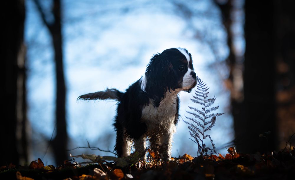 Cavalier King Charles Spaniel ZKwP FCI
