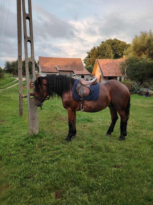 Sprzedam źrebice gniadą