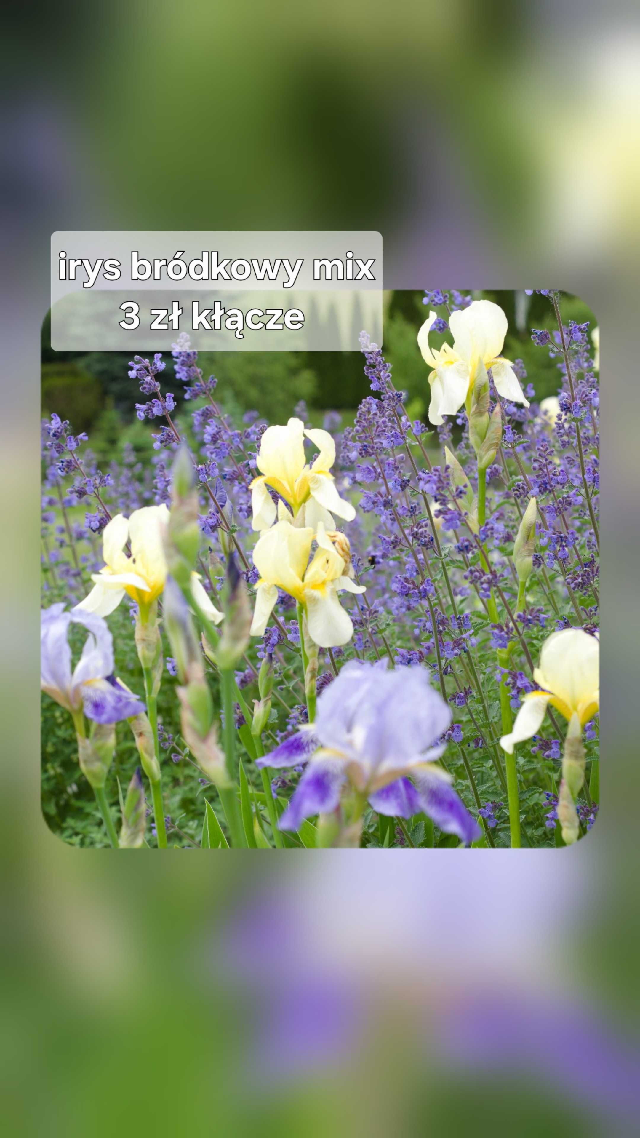 Irys bródkow mix , 10 szt