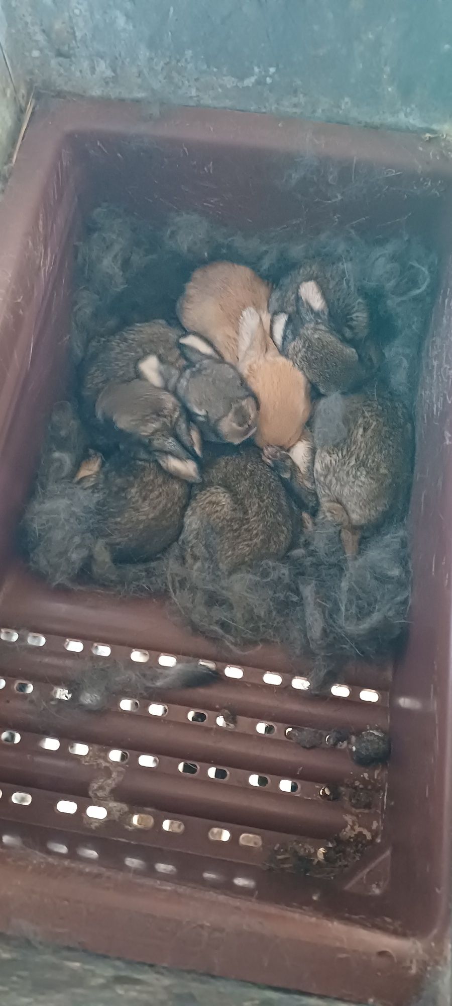 Coelhos caseiros