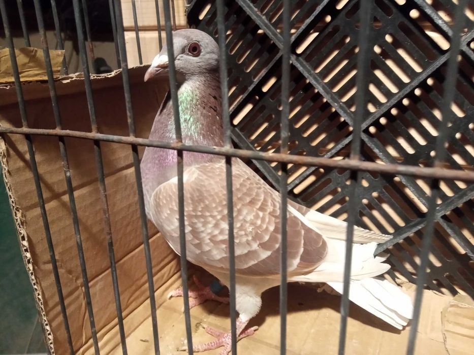 Gołębie pocztowe samice