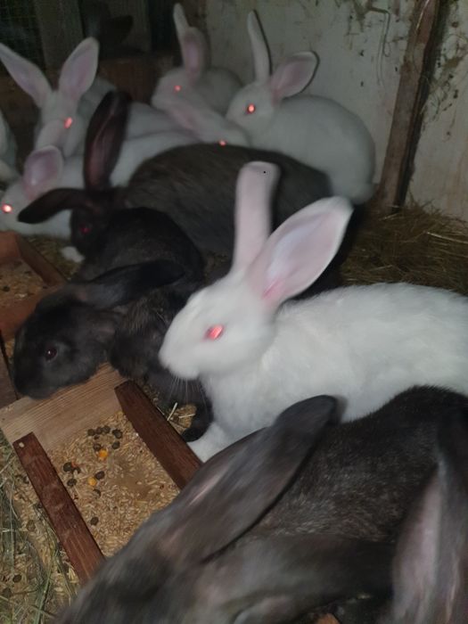 Kroliki termuckie i kalifornijskie i krzyzowka