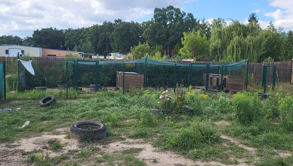 Передержка для животных