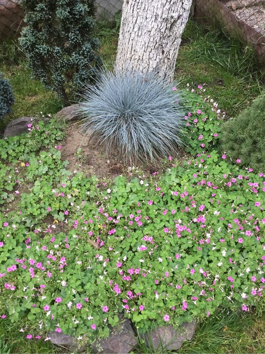 Овсяница голубая крупная голландская