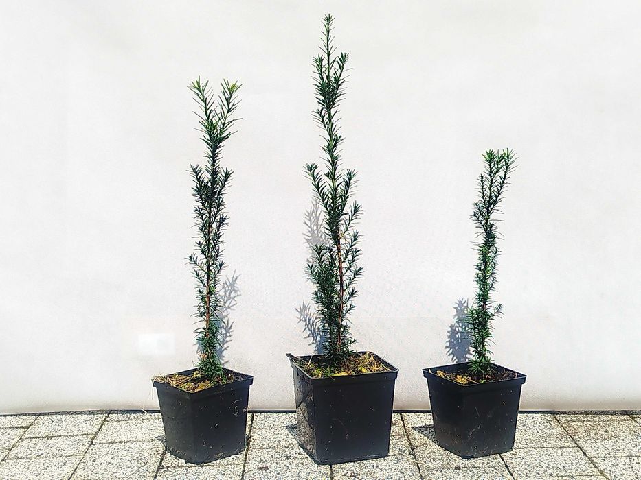 Cis pośredni Hicksii