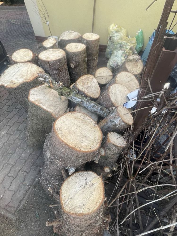 Pienie drzewa choinka sosna