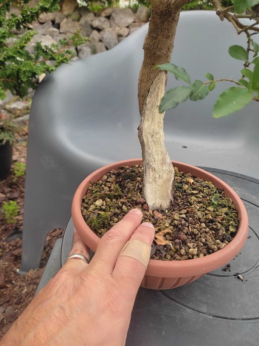 Pré-Bonsai Ligustrum