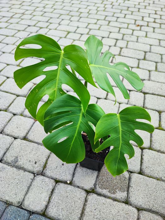 Monstera Deliciosa