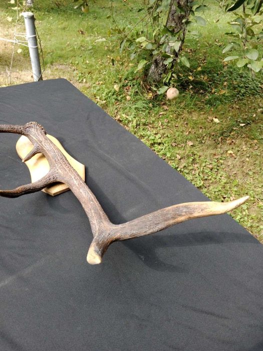 Poroże jelenia – pojedyncza tyka na tabliczce, 75 cm