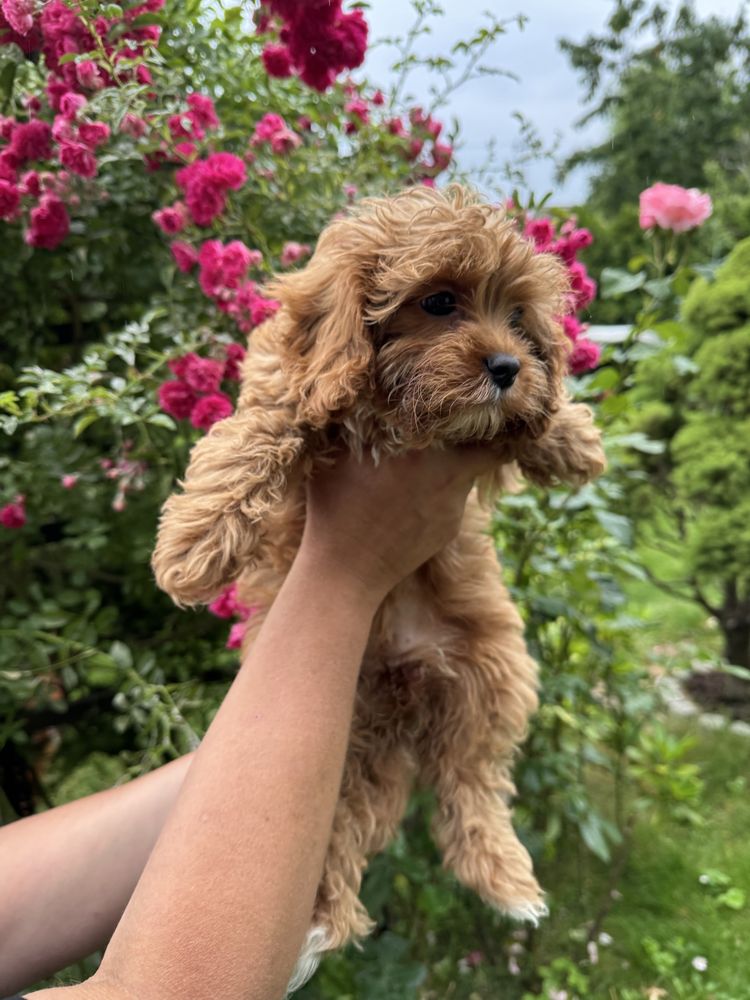 Cavapoo F1 RED wyjątkowa dziewczynka ZAREZERWOWANA
