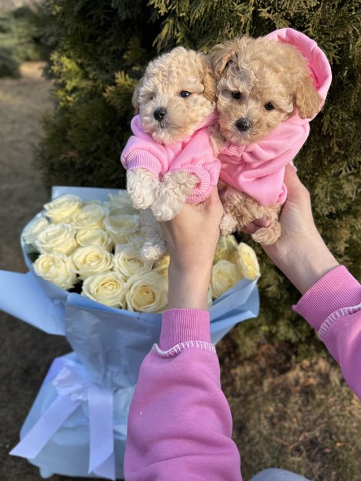 Мальтипу ф1