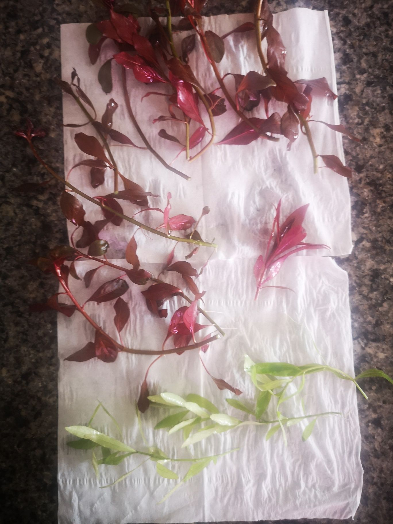 Lote 12  pés Plantas Aquário