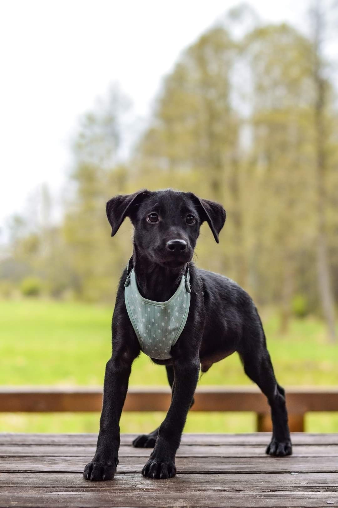 Szczeniak do adopcji pies szuka domu