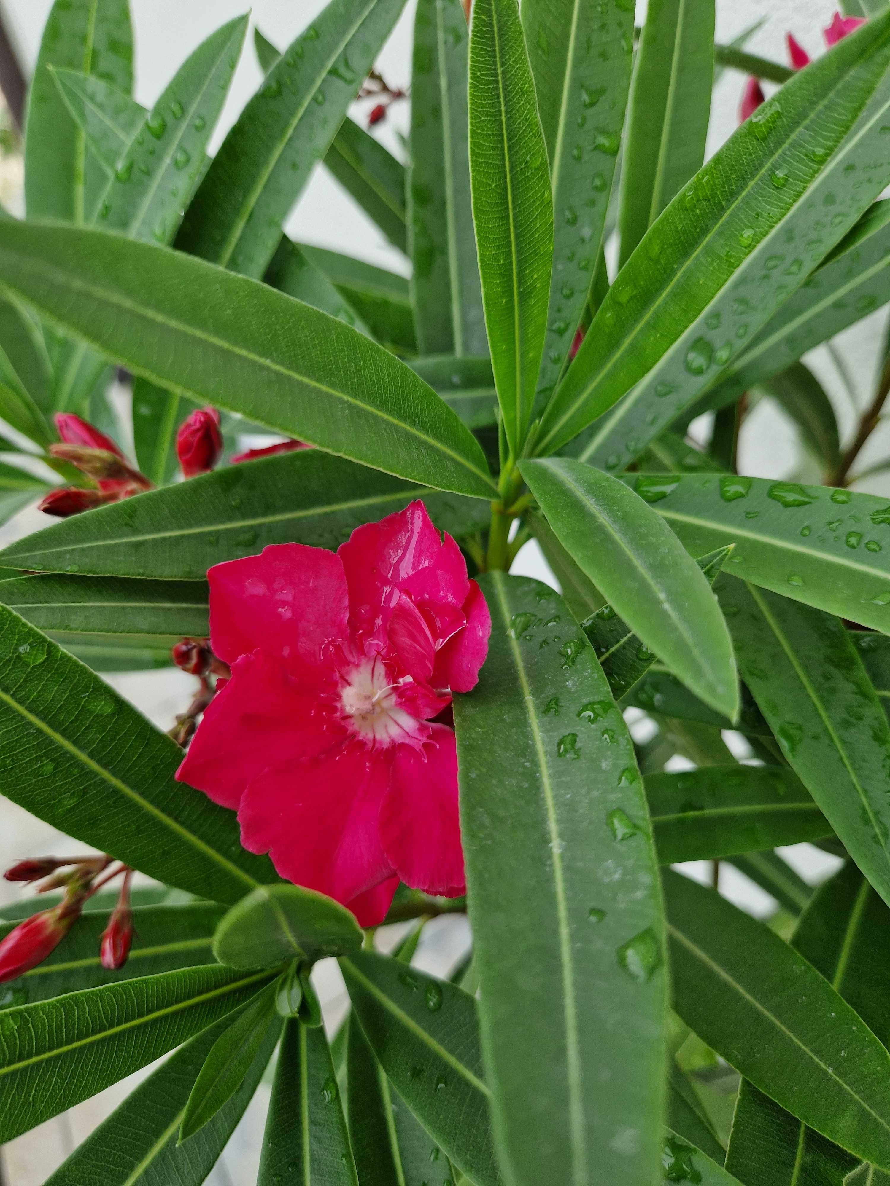 Oleander na pniu ciemny róż wys.